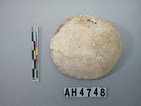 藏品(大型螺蓋製貝刮器)的圖片